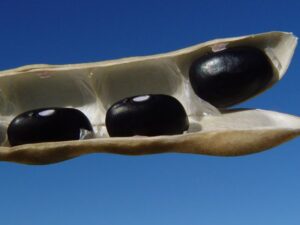 Boletim Agropecuário de março de 2024