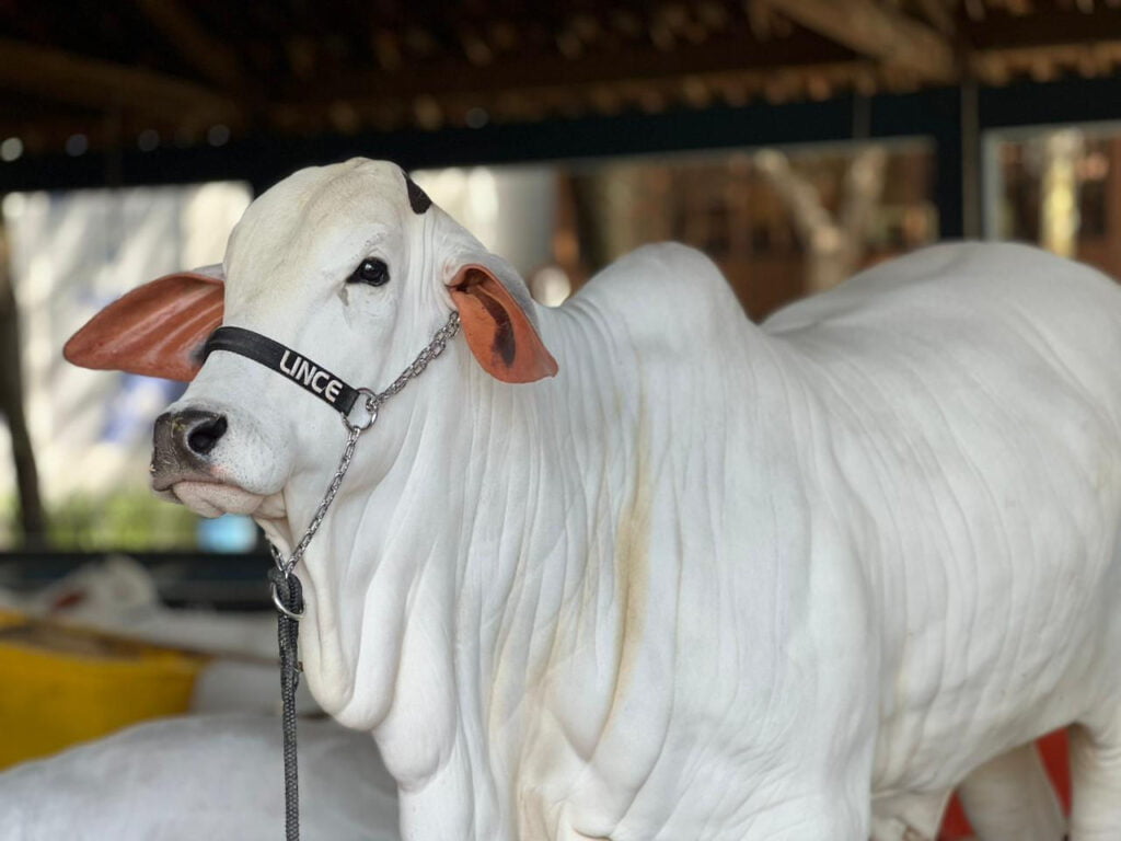 ApexBrasil promove a internacionalização da pecuária zebuína na ExpoZebu 2024