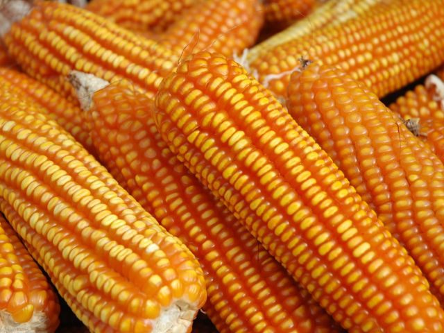 Secretaria de Agricultura e Epagri promovem debate sobre desafios da produção de milho no Sul do Brasil