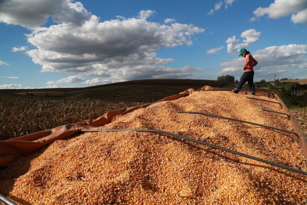 Boletim Agropecuário de abril: produtividade do milho em Santa Catarina é a maior da história