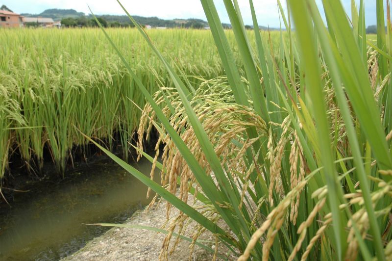 AVISO DE PAUTA: Dia de Campo SC+Arroz apresenta inovações para a rizicultura sustentável no estado