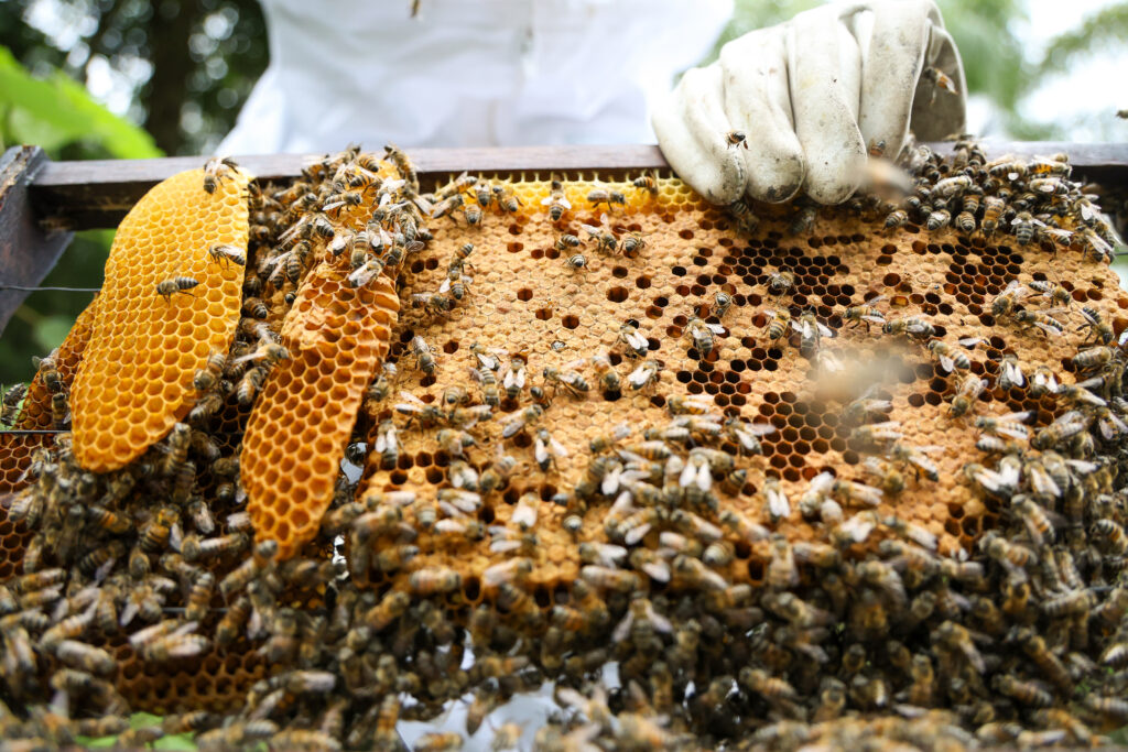 Epagri vai mapear o caminho do mel em SC e convida apicultores a participar de pesquisa
