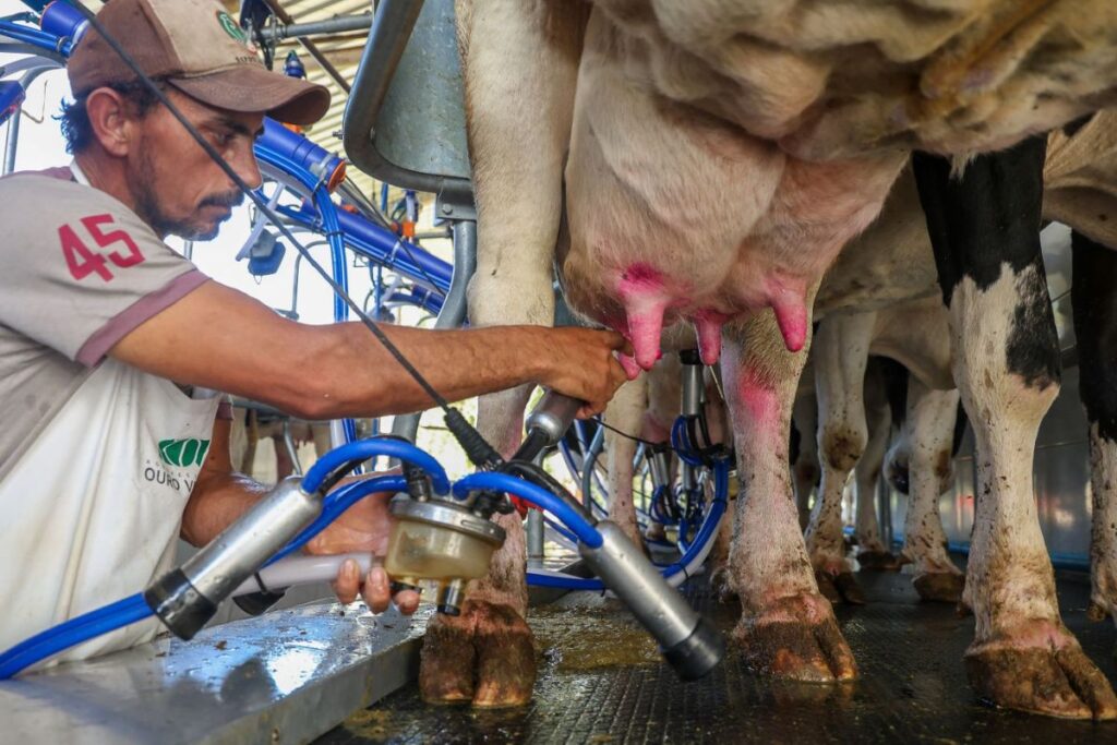 Com ICMS maior, leite importado perde espaço e produção catarinense cresce 26%