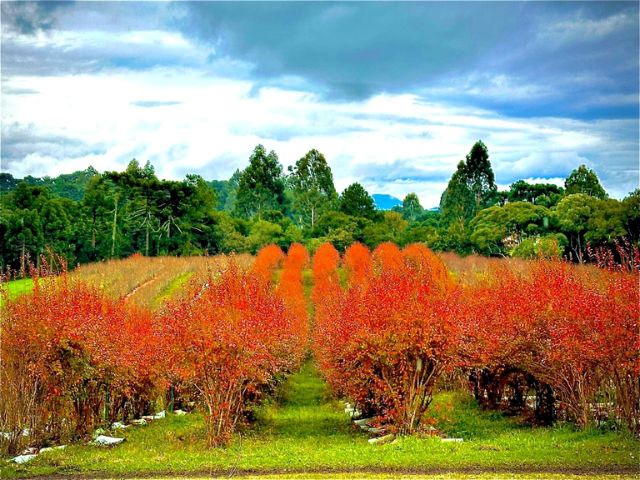 Epagri apoia produção de mirtilo em meio a reflorestamento na Serra Catarinense