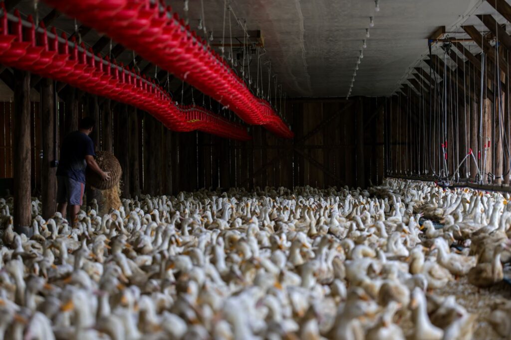 Dia da Avicultura: Santa Catarina consolida protagonismo nacional e internacional no setor avícola