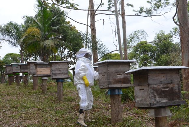 Manejo das abelhas no inverno: alimentação artificial garante sobrevivência das colmeias e boa produção na primavera