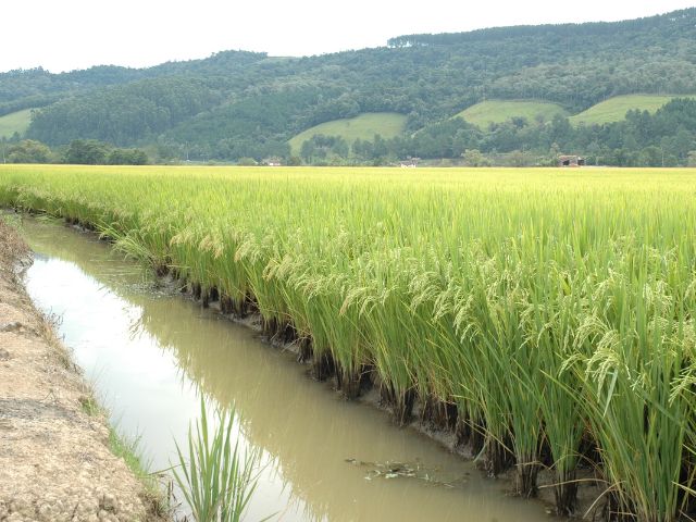Políticas públicas impulsionam a produção sustentável de arroz em Santa Catarina