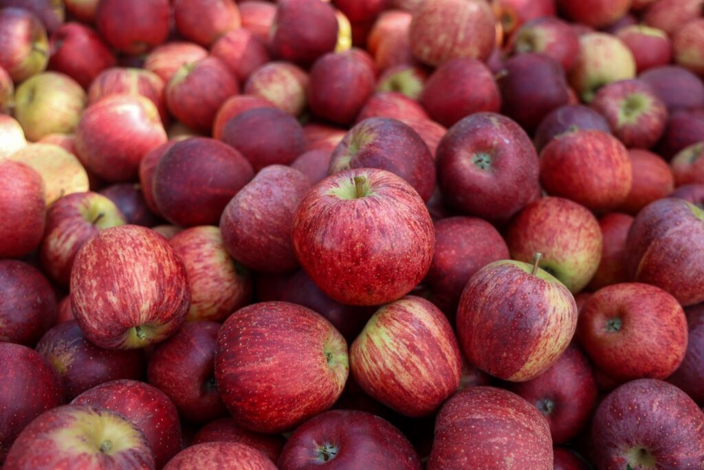 Santa Catarina inicia despacho aduaneiro da maçã de São Joaquim e Fraiburgo para facilitar exportação