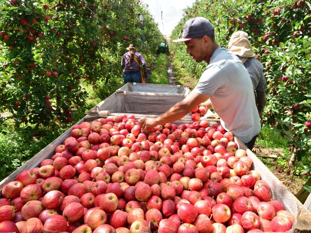 Epagri projeta safra de maçã 28% maior em Santa Catarina