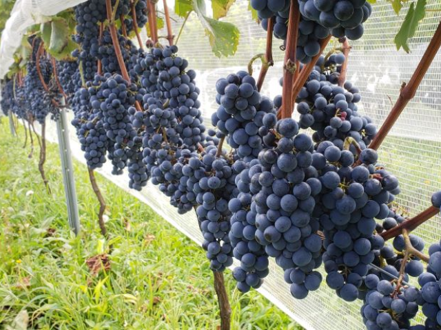 Epagri realiza análise sensorial de vinhos elaborados com uvas resistentes a doenças