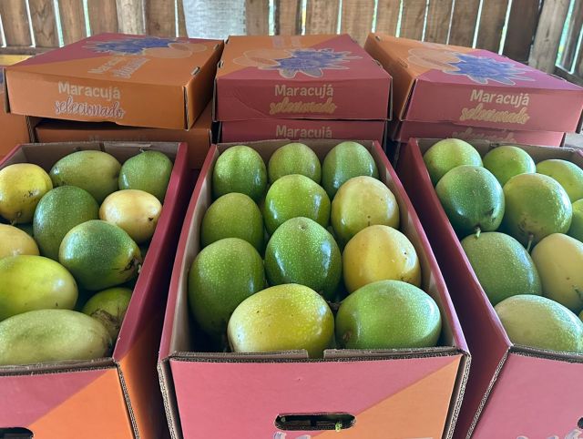 Safra 2024/2025 de maracujá registra aumento na produção em SC