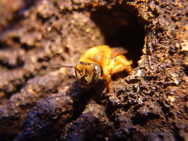 Eventos de meliponicultura em Florianópolis estão com inscrições abertas