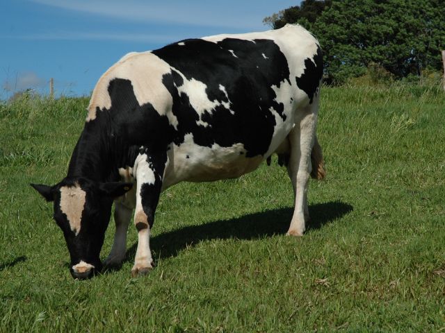 Produção de leite em Santa Catarina cresce 7,5% em dez anos, impulsionada pela agricultura familiar e tecnologia