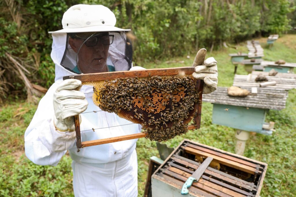 Em reunião com representantes da apicultura catarinense, governador encaminha demandas para valorização da cadeia produtiva do mel