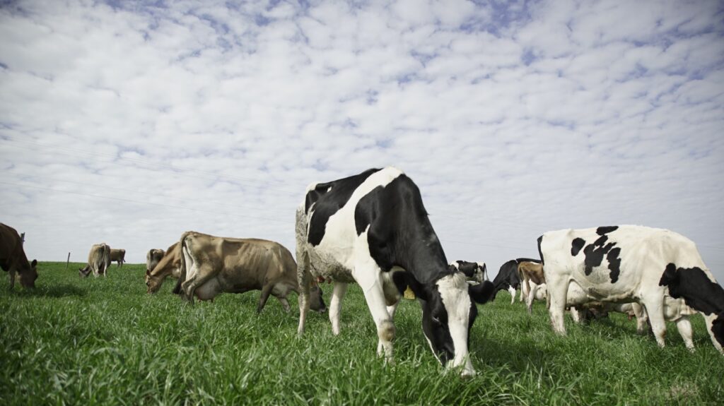 Retrospectiva 2025: Secretaria da Agricultura e Pecuária encerra o ano com avanços em programas estruturantes e recordes no agronegócio catarinense