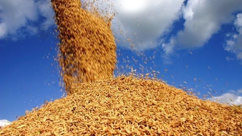 Exportações de arroz à Venezuela entram no radar após ataque dos EUA