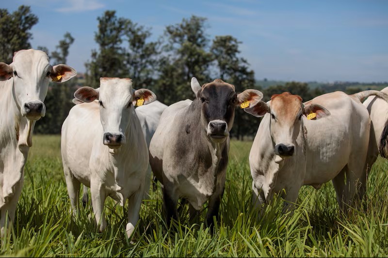 Brasil se aproxima do limite de exportação de carne à China e pode redirecionar fluxos