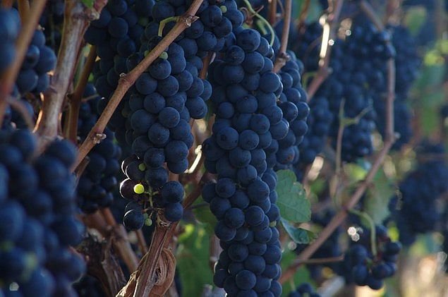 Cachos de uva roxa pendurados na videira, com frutos densos e escuros destacados em primeiro plano, ao fundo em desfoque, em clima de vinhedo ao sol.