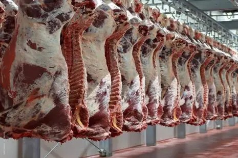 Fileiras de cortes de carne suína em ganchos, com aspecto refrigerado e camada de gordura, em uma linha de produção frigorificada com estrutura metálica.