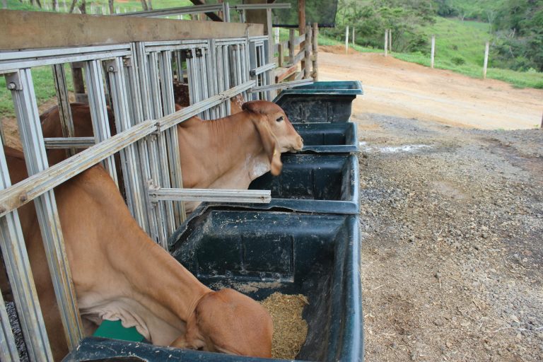 Bezerros em um curral de manejo com comedouros fechados de metal e área de estrada de chão ao fundo, em ambiente rural.