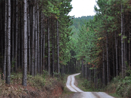 Trilha de chão entre árvores altas em uma floresta verde, com caminho sinuoso e vegetação densa ao redor, ideal para fotos de natureza e ecoturismo.