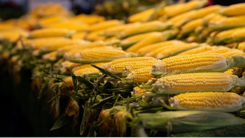 Espigas de milho amarelo e recém-colhidas, deitados em feixes sobre uma bancada, com folhas e palha ao redor, em cenário de colheita e venda no campo.
