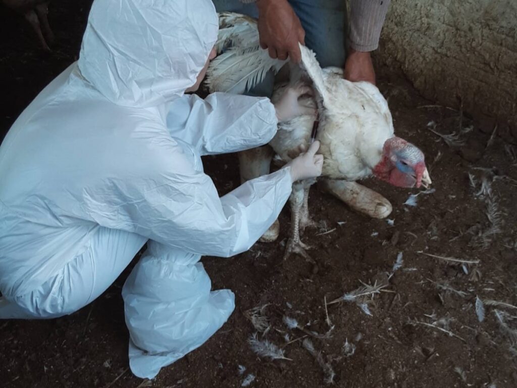Profissionais com macacões e luvas veterinárias realizam atendimento e procedimento de resgate em um cão ferido no chão, em ambiente externo.